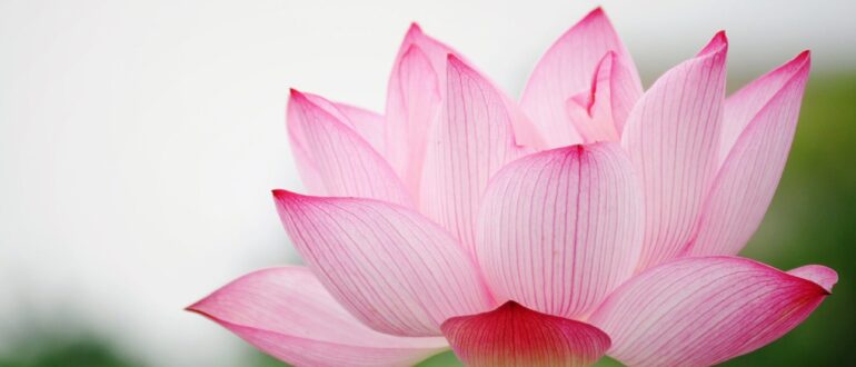 Lotus
