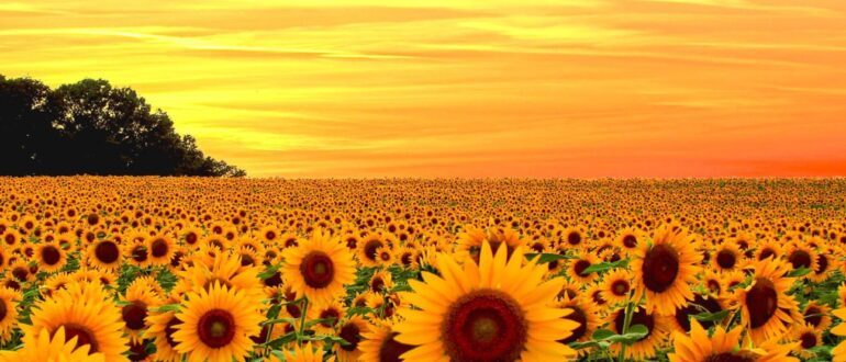 Sunflower